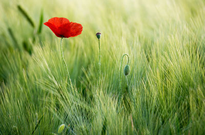 Close-up of red poppy flower on field