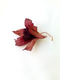 Close-up of leaf on white background