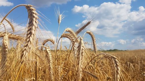 Wheat field against sky