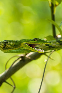 Close-up of lizard on leaf