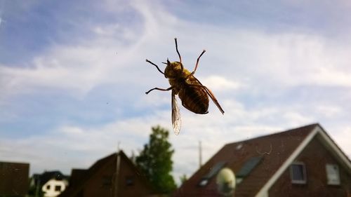 Close-up of insect on glass window against sky
