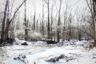 Trees in forest during winter