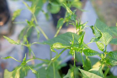 Close-up of green plant