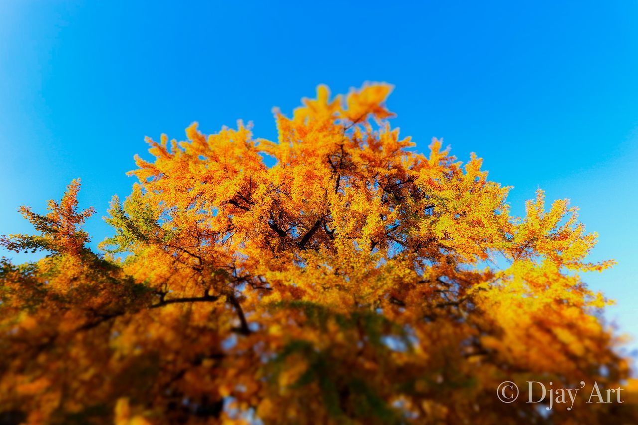 LOW ANGLE VIEW OF AUTUMNAL TREES AGAINST CLEAR BLUE SKY