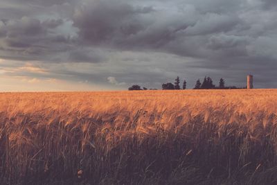 Scenic view of wheat field against storm clouds