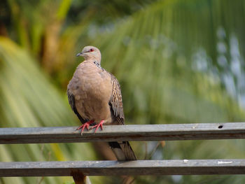 Close-up of bird perching on railing