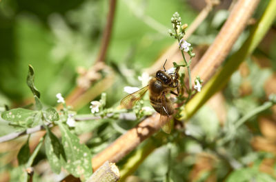 Close-up of honey bee pollinating flower