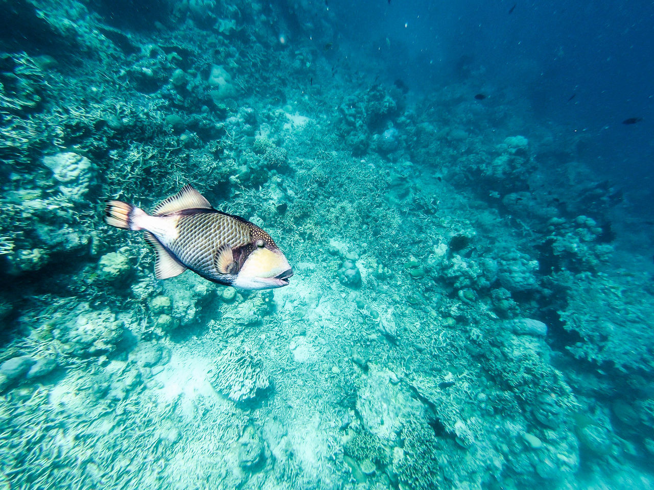 FISHES SWIMMING IN SEA