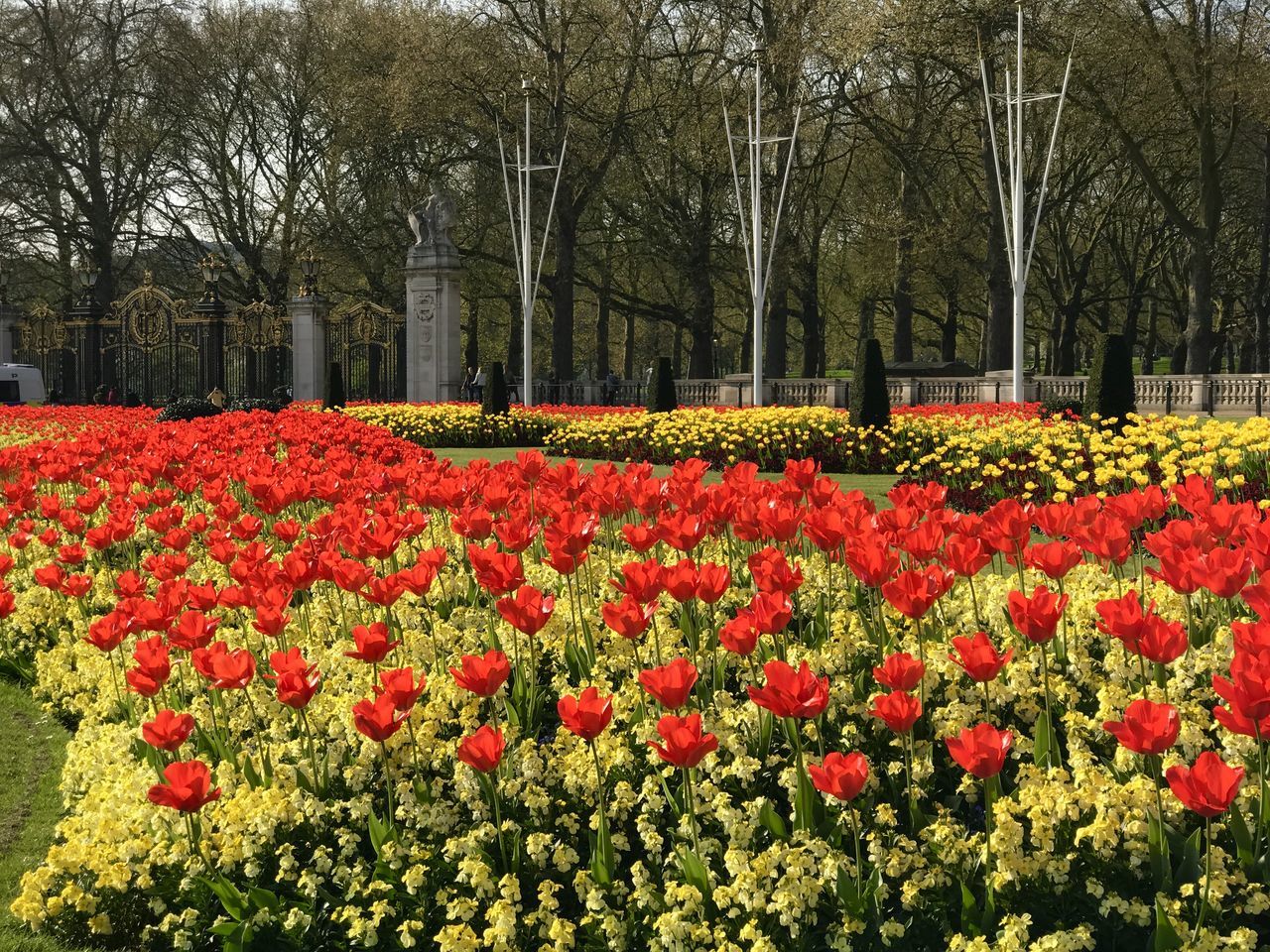 RED FLOWERS IN PARK