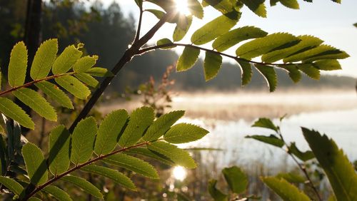 Close-up of leaves