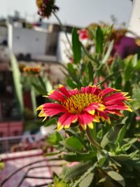 Close-up of red flower blooming outdoors