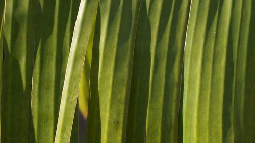 Full frame shot of fresh green leaf