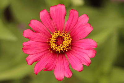 Close-up of pink flower