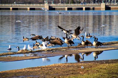 Flock of birds at lakeshore
