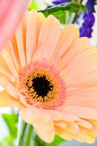 Close-up of orange flower