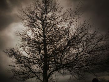 Low angle view of bare tree against sky