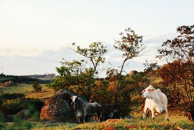 Sheep grazing on field