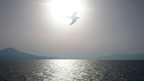 Bird flying over sea