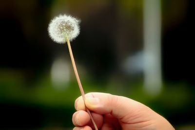 Close-up of hand holding dandelion against blurred background