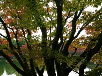 Low angle view of trees against sky