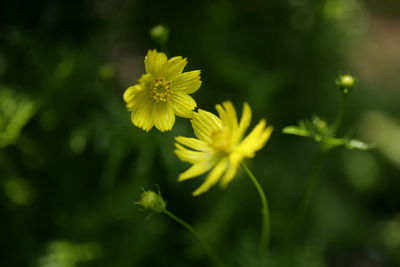 Close-up of yellow flower