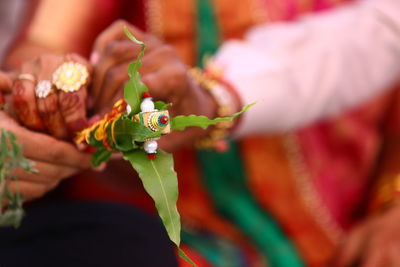 Close-up of hand holding plant