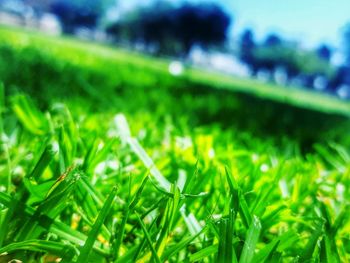 Close-up of grass growing in field