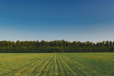 Scenic view of field against clear sky