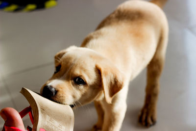 Close-up of dog with hand