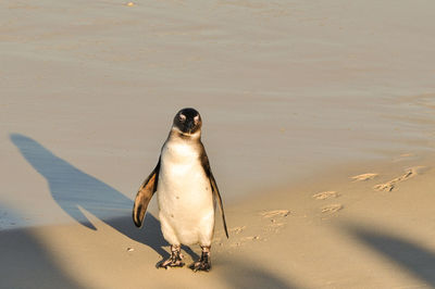 Close-up of humboldt penguin walking on shore