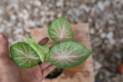 Close-up of hand holding leaves