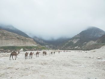 View of sheep on field against mountain range