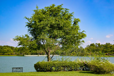 Trees by lake against sky