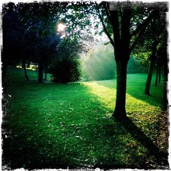 Trees in sunlight