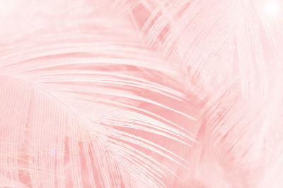 Full frame shot of pink feather