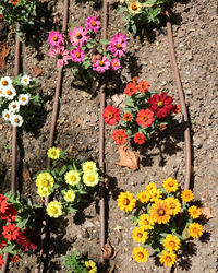 High angle view of flowering plants