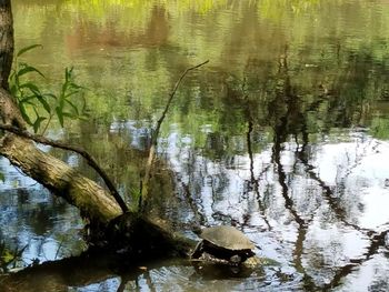 Reflection of trees in water