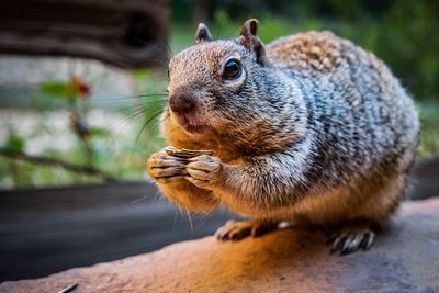 Close-up of squirrel eating food