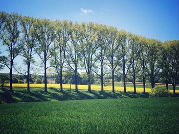 Trees on field against sky