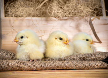 Close-up of a bird chickens