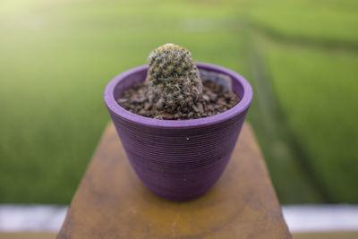 High angle view of potted plant on table