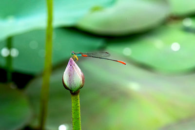Close-up of insect on plant