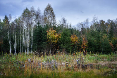 Scenic view of forest against sky