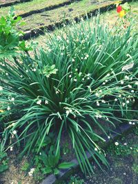 Close-up of fresh green plants