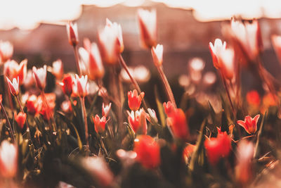 Close-up of red flowering plants on field