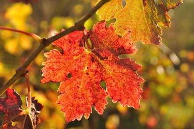 Close-up of red maple leaves on branch