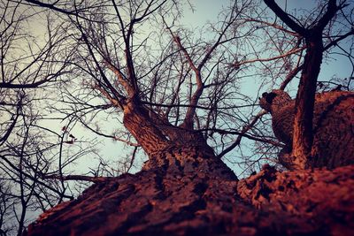 Low angle view of bare tree against sky