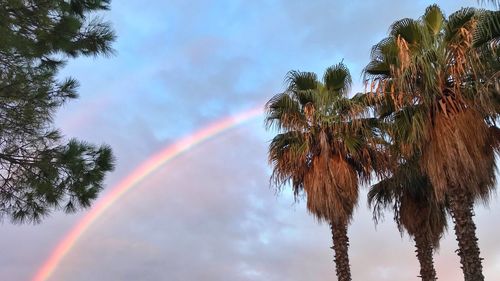 Low angle view of palm trees against sky during rainy season