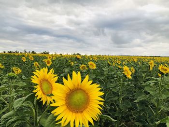 Close-up of yellow flowering plants on field against sky