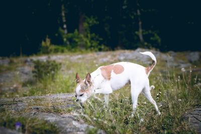 White dog standing on field